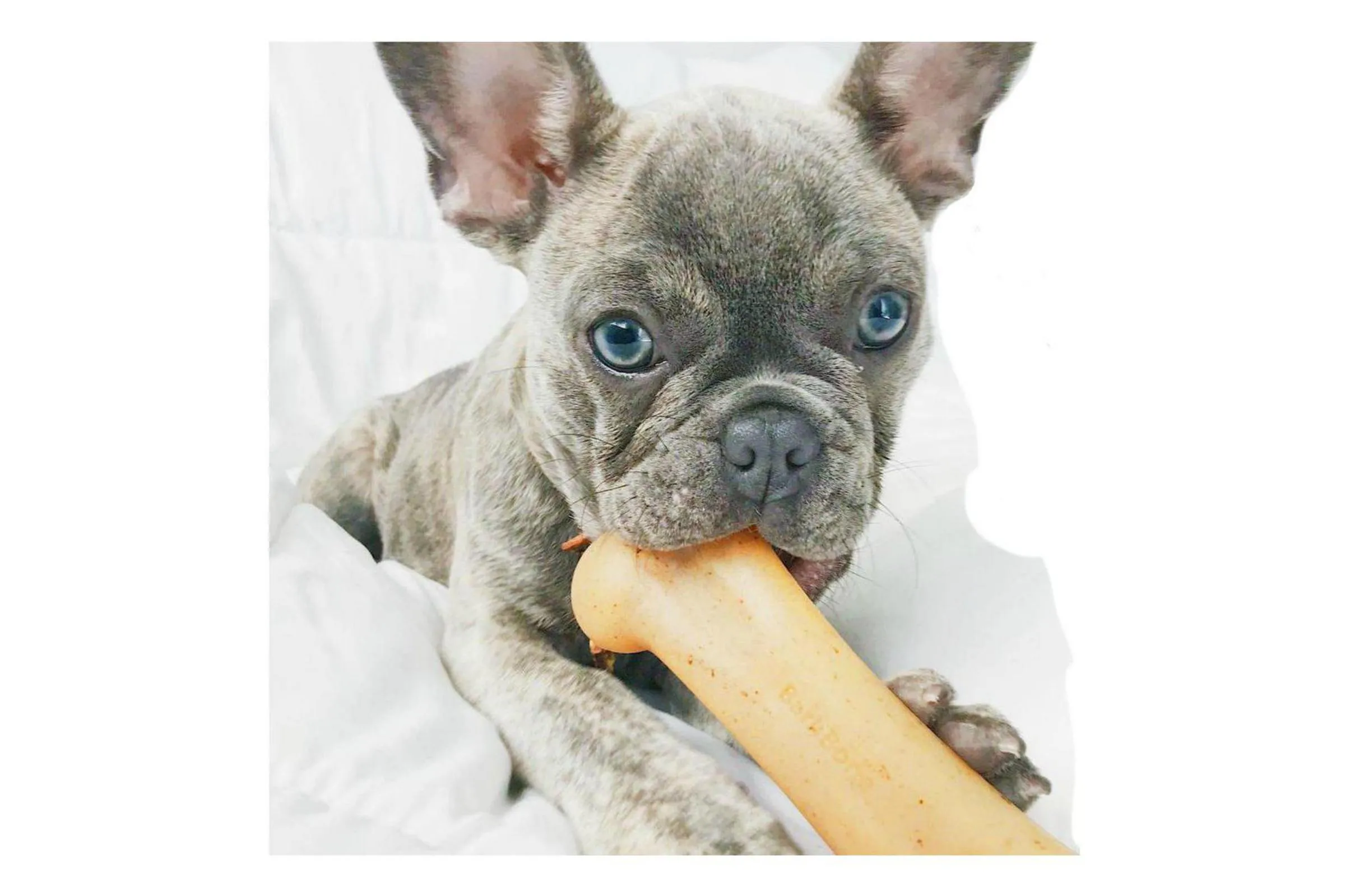 BBQ BarkBone