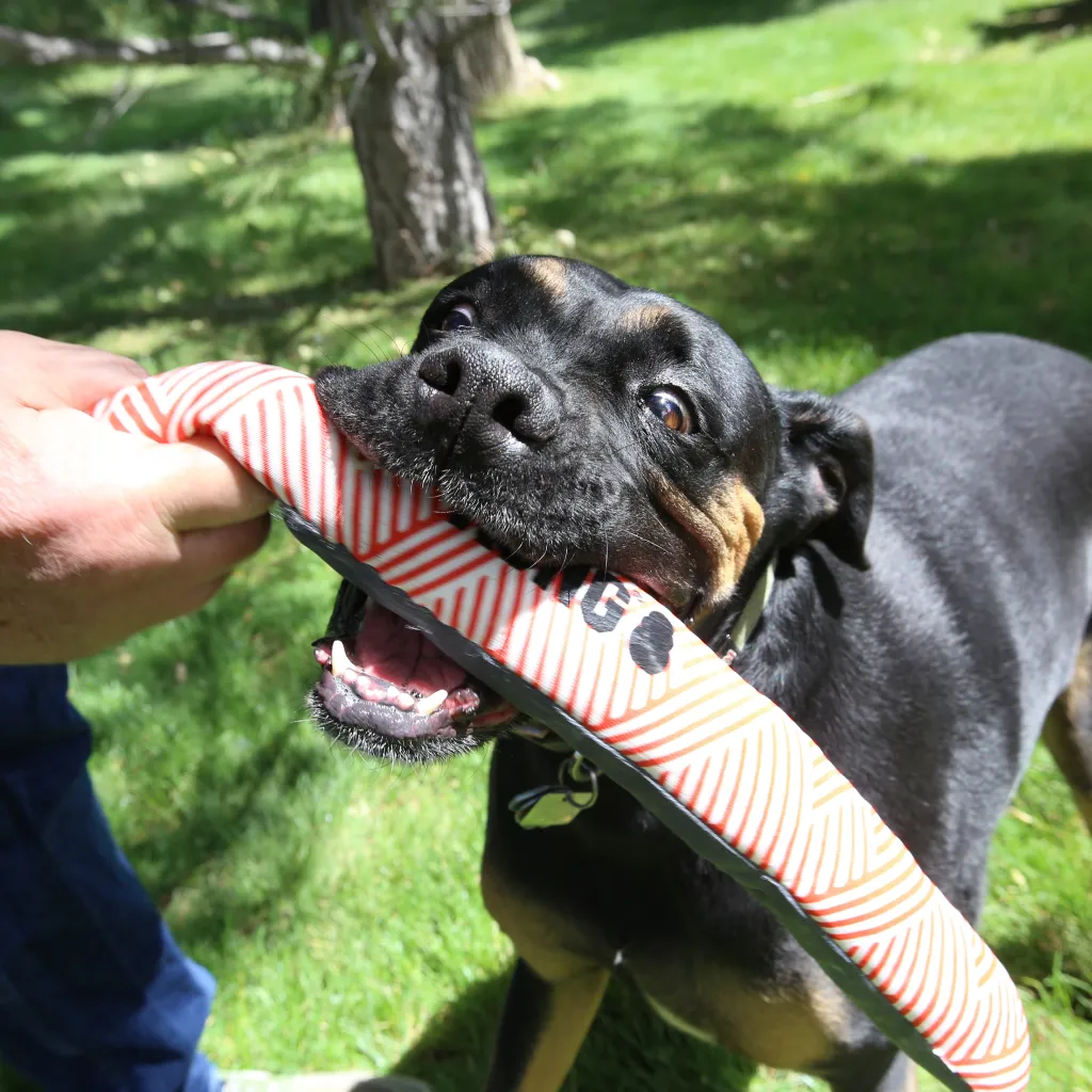 Kong Maxx Stick Toy For Dogs