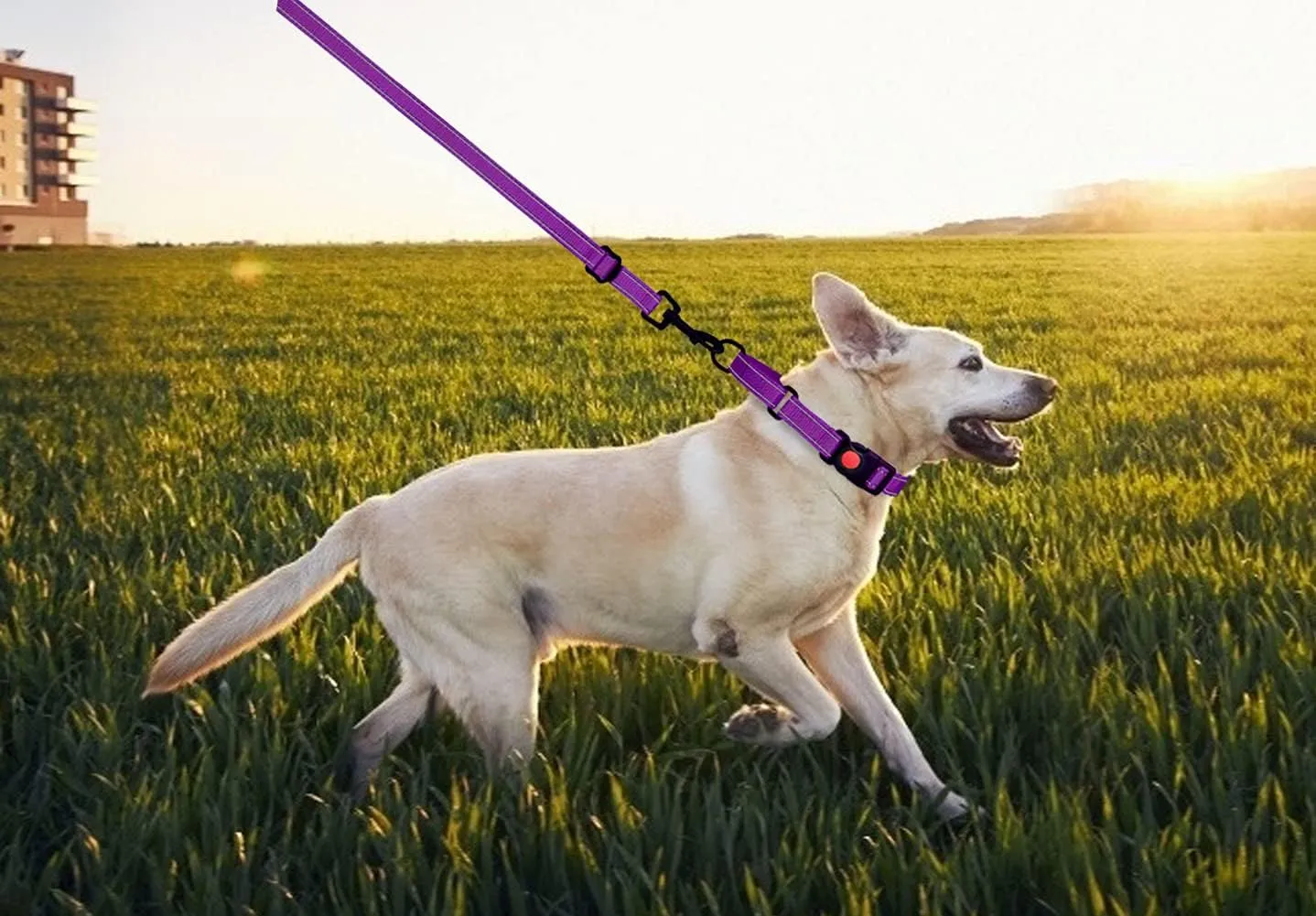 Martingale Dog Collar and Leash Set Martingale Collars for Dogs Reflective Martingale Collar for Small Medium Large Dogs(Purple&S)