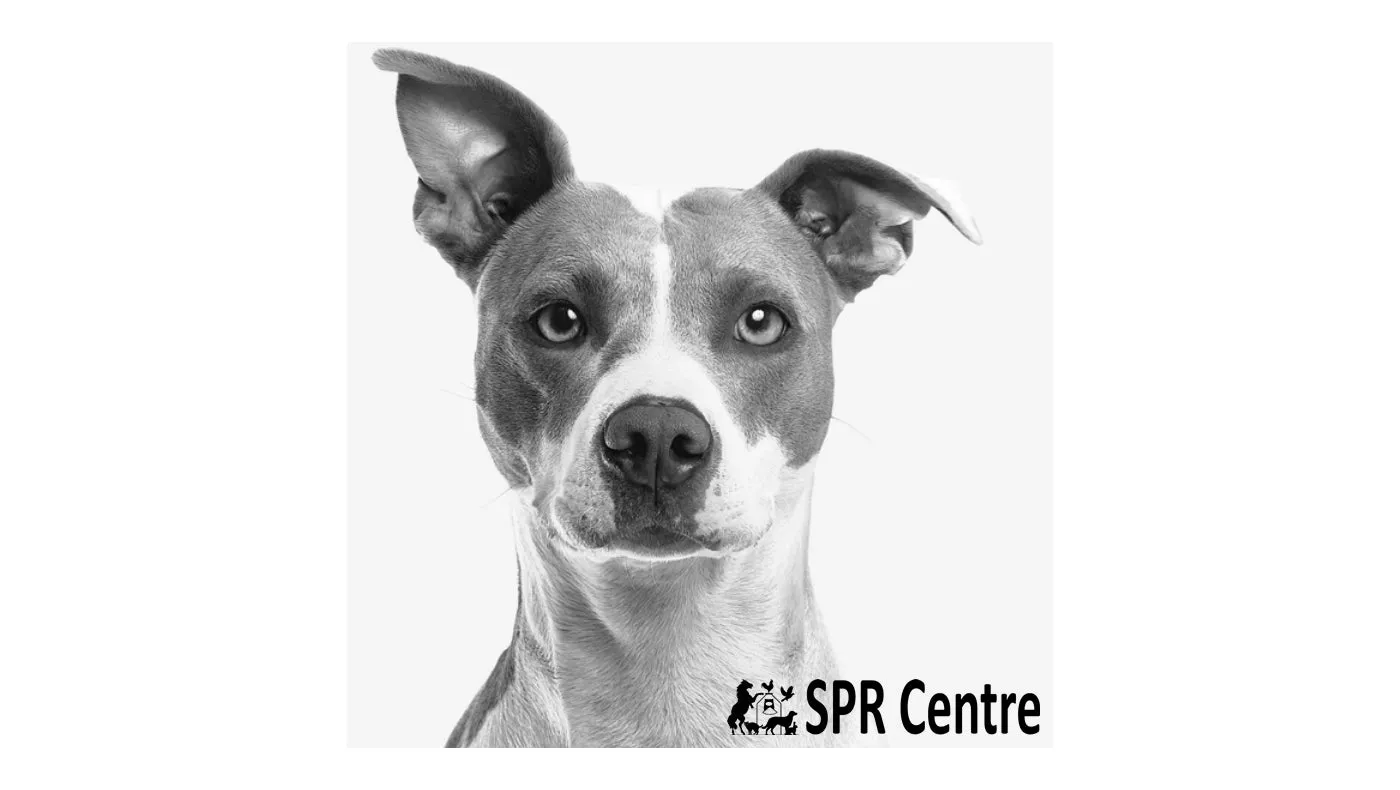 SPR - Grain Free Salmon & Sweet Potato Dog Food